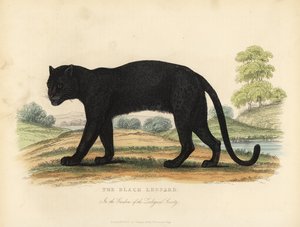 O Leopardo Negro, Panthera pardus.