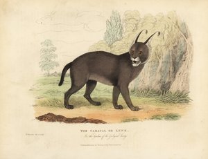 O Caracal ou o lince.
