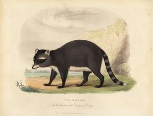 O Raccoon, Procyon lotor.