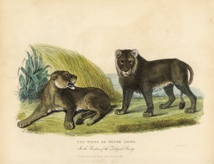 Leões brancos ou prateados, Panthera leo melanochaita.