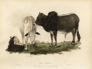 Zebu, Bos primigenius indicus. de William Smellie
