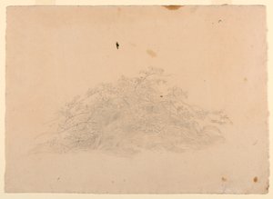 Estudo da folhagem de William Stanley Haseltine