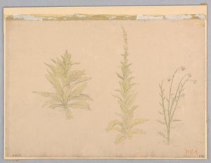 Estudo de plantas de verbasco de William Stanley Haseltine