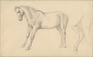 Estudos de um pônei de William Strutt