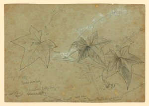 Estudo da folhagem de William Trost Richards