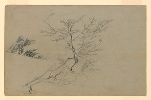 Estudo da folhagem de William Trost Richards