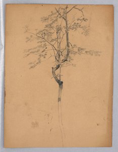 Estudo da folhagem de William Trost Richards