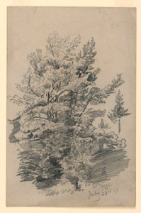 Estudo da folhagem de William Trost Richards