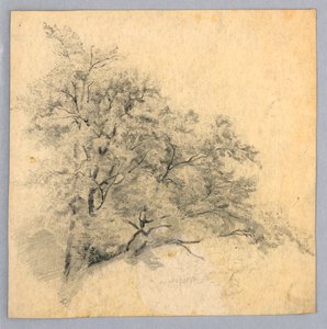 Estudo da folhagem de William Trost Richards
