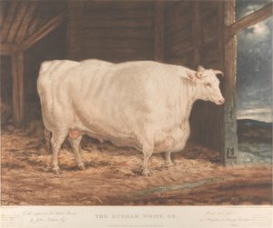 The Durham White Ox / Of the improved Tees Water Breed, / por John Nesham, Esqr. / Criado e alimentado / de Houghton le Spring, Durham