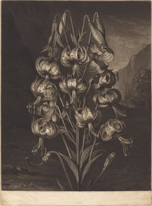 O soberbo lírio de William Ward after Philip Reinagle