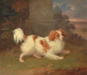Um Blenheim Spaniel de William Webb