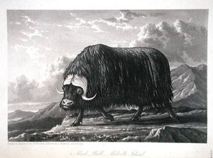 Musk Bull, Melville Island, do 