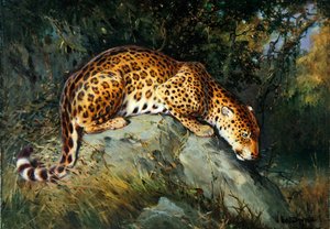 Um Leopardo agachado sobre uma rocha (óleo sobre tela colocado a bordo)