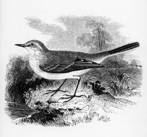 Alvéola de Ray, ilustração de "Uma História dos Pássaros Britânicos", de William Yarrell, publicada pela primeira vez em 1843