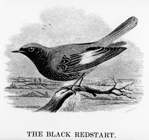 O Black Redstart, ilustração de &39;A History of British Birds&39;, de William Yarrell, publicado pela primeira vez em 1843 (xilogravura)