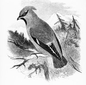 O Waxwing boêmio, ilustração de &39;Uma história de pássaros britânicos&39; por William Yarrell, publicado pela primeira vez em 1843