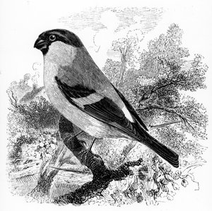 O Bullfinch, ilustração de &39;A History of British Birds&39;, de William Yarrell, publicado pela primeira vez em 1843