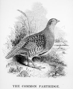A Perdiz Comum, ilustração de "Uma História dos Pássaros Britânicos", de William Yarrell, publicado pela primeira vez em 1843