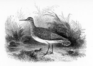 O maçarico comum, ilustração de &39;Uma história de pássaros britânicos&39; por William Yarrell, publicado pela primeira vez em 1843