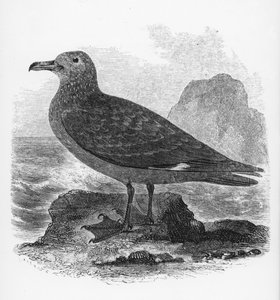 The Common Skua, ilustração de "Uma História dos Pássaros Britânicos", de William Yarrell, publicado pela primeira vez em 1843