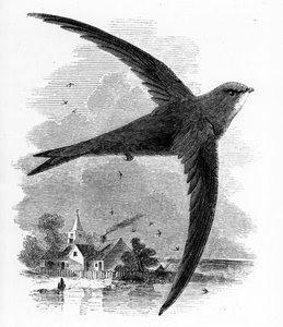 The Common Swift, ilustração de "Uma História dos Pássaros Britânicos", de William Yarrell, publicado pela primeira vez em 1843