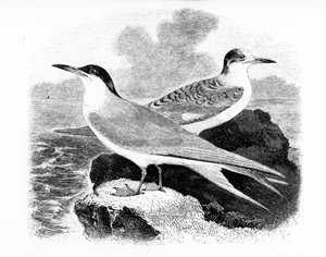 O Garajau comum, ilustração de "Uma História dos Pássaros Britânicos", de William Yarrell, publicado pela primeira vez em 1843