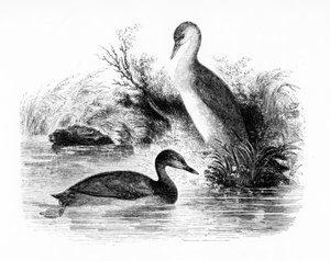 O Pequeno Mergulhão, ou Dabchick, ilustração de "Uma História dos Pássaros Britânicos", de William Yarrell, publicado pela primeira vez em 1843