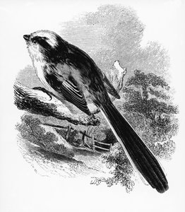 O Long-Tailed Tit, ilustração de &39;A History of British Birds&39; por William Yarrell, publicado pela primeira vez em 1843