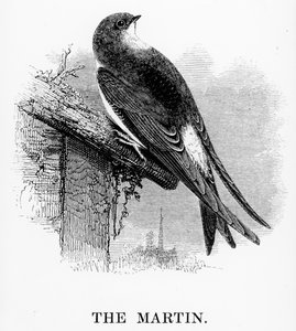 O Martin, ilustração de "A History of British Birds", de William Yarrell, publicado pela primeira vez em 1843