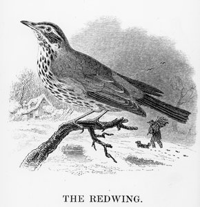The Redwing, ilustração de &39;A History of British Birds&39; de William Yarrell, publicado pela primeira vez em 1843