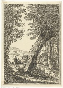 Salgueiro