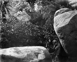 Caça ao tigre, Índia, c.1870s de Willoughby Wallace Hooper