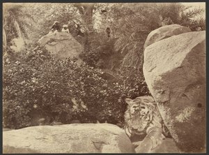 [Tigre nas rochas]. de Willoughby Wallace Hooper