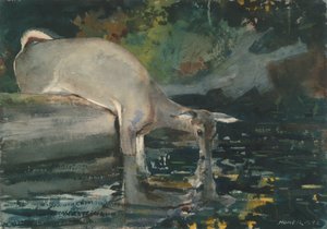 Beber veado de Winslow Homer