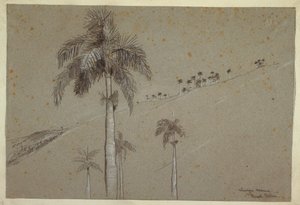 Desenho, Royal Palm, Cuba, 1885 de Winslow Homer