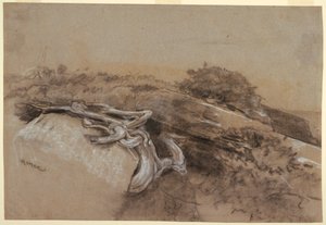 Desenho, Estudo de raízes de árvores, Prout
