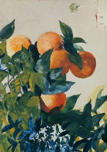 Laranjas em um galho, 1885