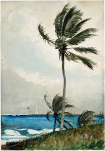 Palme, Nassau von Winslow Homer