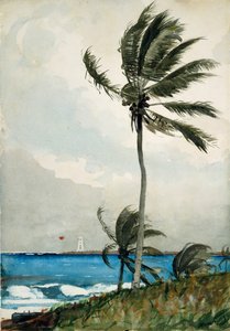 Palmeira, Nassau, 1898. de Winslow Homer