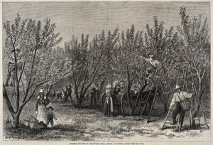 Colhendo pêssegos em Delaware. de Winslow Homer