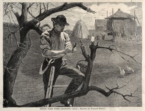 Trabalho agrícola na primavera - enxertia, 1870. de Winslow Homer