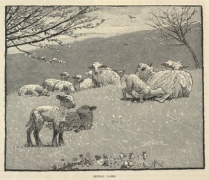 Cordeiro da primavera, de Scribner