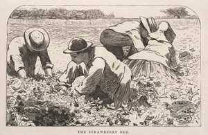 A cama de morangos de Winslow Homer