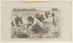 O canteiro de morangos de Winslow Homer