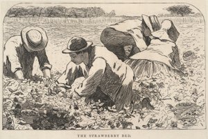 The Strawberry Bed, de Our Young Folks, julho de 1868 de Winslow Homer