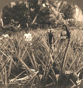 Plantação de abacaxi, Mayaguez, Porto Rico, 1899.