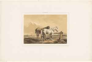 Dois cavalos em um prado perto de uma cerca de Wouter  Verschuur