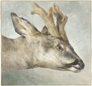 Cabeça de um Roebuck