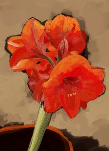 Vibrante flor de amarílis